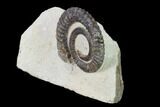 Early Devonian Ammonite (Anetoceras) - Tazarine, Morocco #154311-2